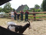Uczą się pracy w gospodarstwie, a kozy patrzą