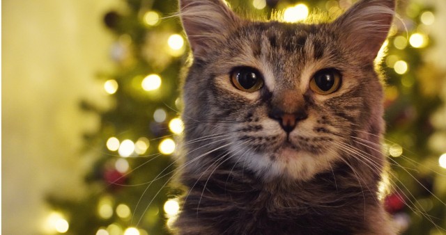 Dekoracje na Boże Narodzenie mogą stanowić zagrożenie dla domowego futrzaka. Sprawdź, jak zadbać o kota na święta.