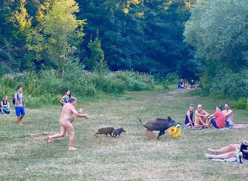 Goły mężczyzna goni dziki na plaży. Ukradły mu laptopa