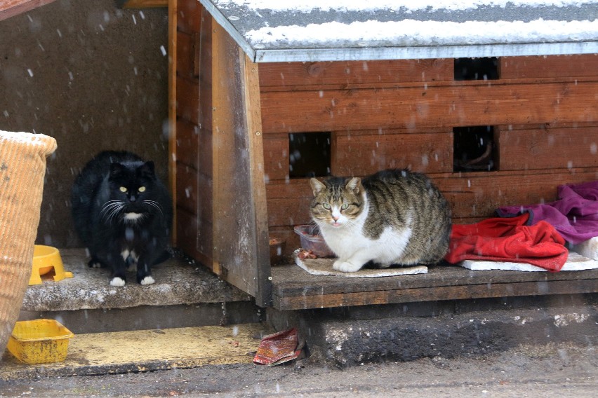 Kocie okno życia oraz pomoc bezdomnym zwierzętom zimą. Pomorska Fundacja Braci Mniejszych z apelem do pomorskich samorządów