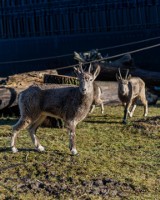 Orientarium w Łodzi. W zoo zamieszkało stado koziorożców syberyjskich. To gatunek zagrożony wyginięciem