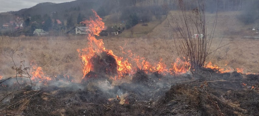 Nowy Sącz. Strażacy już kilka razy wyjeżdżali do pożaru suchych traw, chociaż mamy jeszcze zimę [ZDJĘCIA]