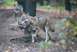 Coraz więcej wilków w naszym regionie. Ostatnio pokazały się w okolicach Lisiego Pola