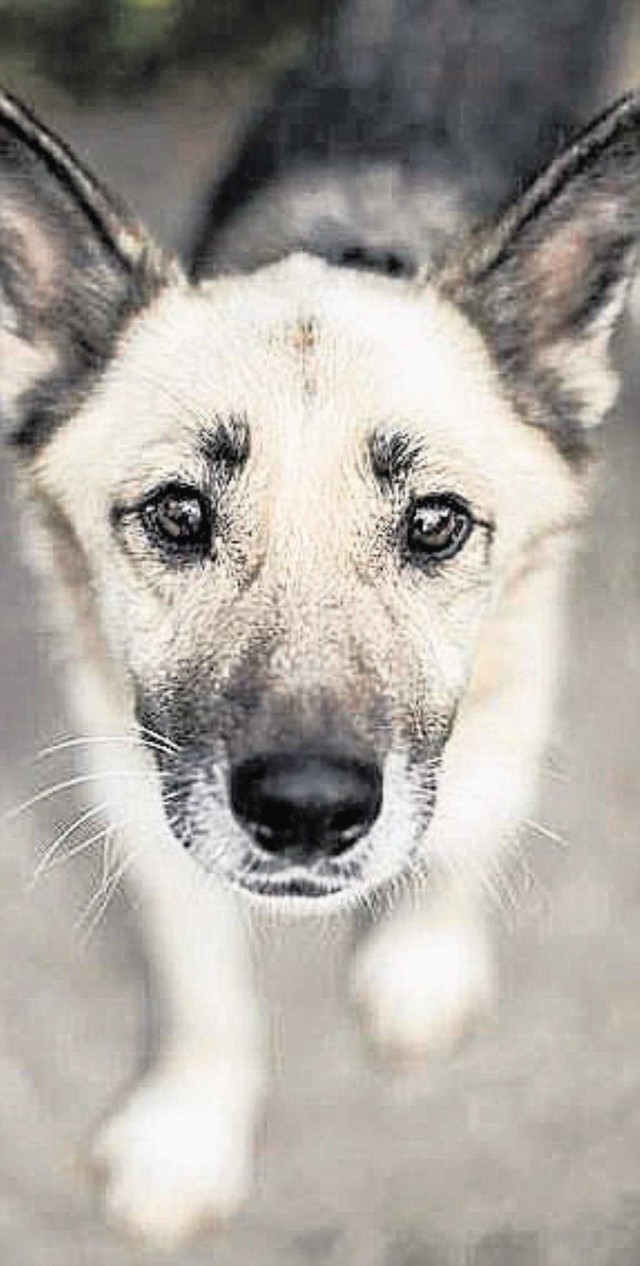Gąska, Lisek i Tecia to trzy z 35 psów, które bliżej będziemy mogli poznać i pokochać już 26 kwietnia.