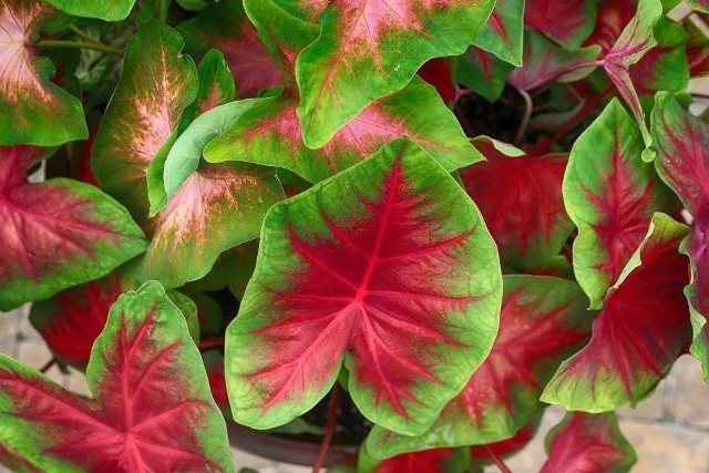 Niektóre rośliny doniczkowe mają liście piękniejsze i bardziej kolorowe niż kwiaty. Zobacz, jakie rośliny warto mieć – przejdź do kolejnych zdjęć, używając strzałek lub gestów.