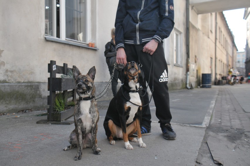 Wystawa psów nierasowych i rasowych w Krakowie na Dolnych...