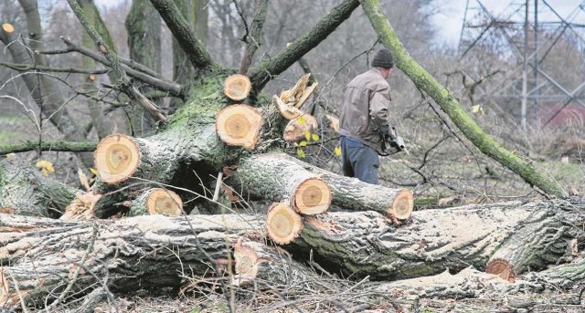Specjalny zespół zadaniowy będzie doradzać urzędnikom podczas wydawania pozwoleń na wycinkę drzew