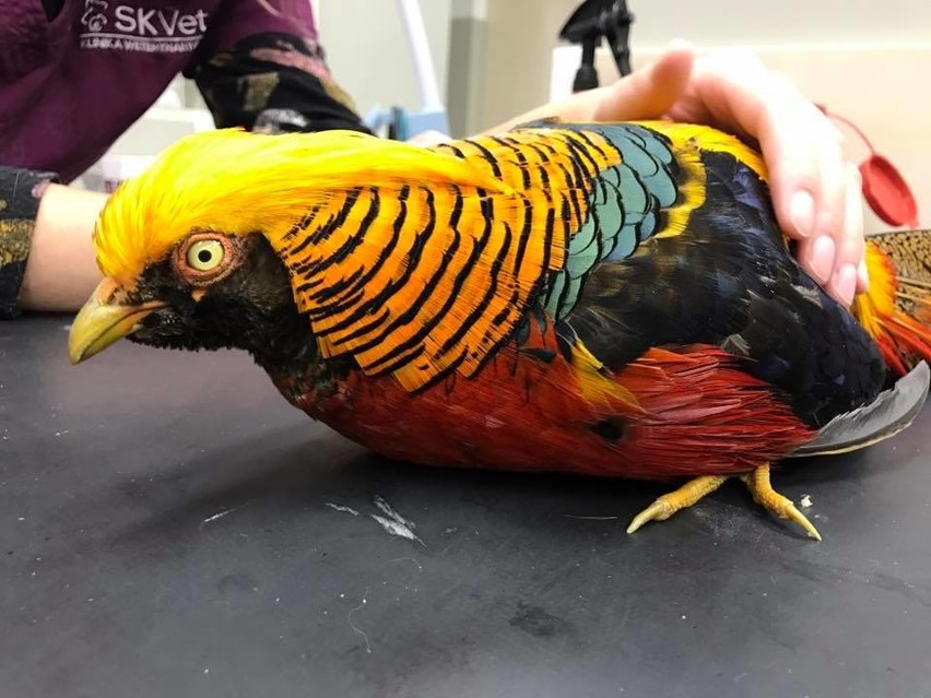 Kolorowy ptak znaleziony w ogródkach na Sępolnie