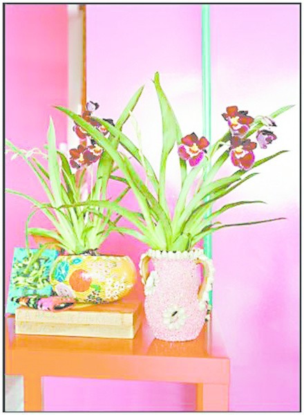 Miltonia nazywana jest orchideą bratkową, bo jej kwiaty przypominają wyglądem bratki.