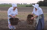 Wykopki na Kujawach. Tak wyglądały dawniej. Przypomina je krótki film z udziałem gospodyń z Żalinowa w gminie Inowrocław [zdjęcia]