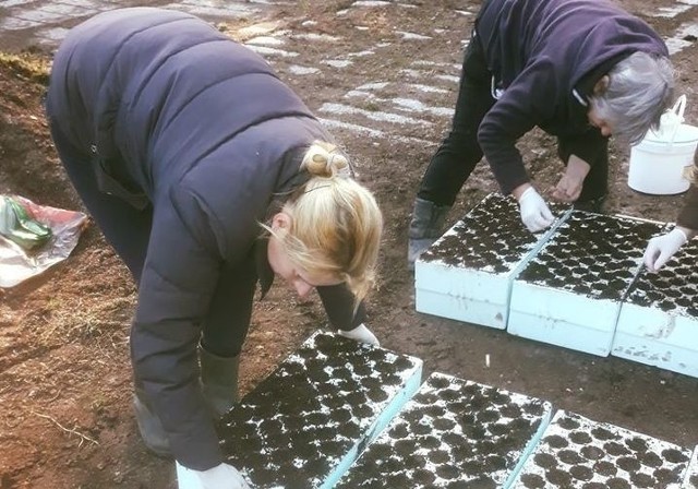 Do jesieni wyhodowanych zostanie około 2 tysiące dorodnych sadzonek Sosny, które następnie będą wykorzystane przez Kozienicki Samorząd