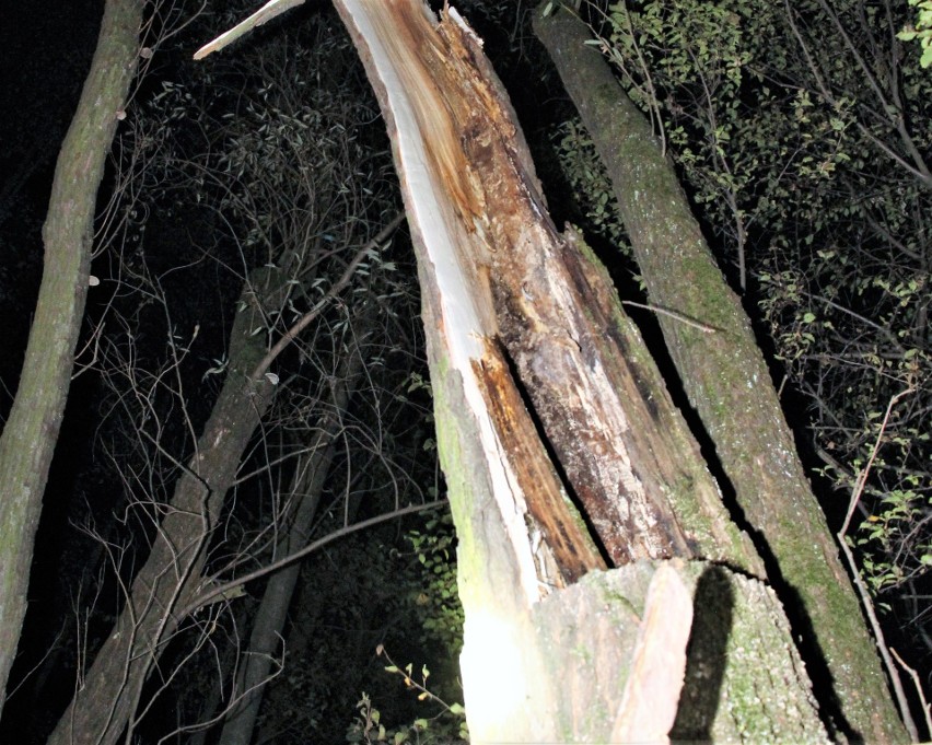 Urwany konar z tego drzewa zabił mężczyznę w Głębowicach