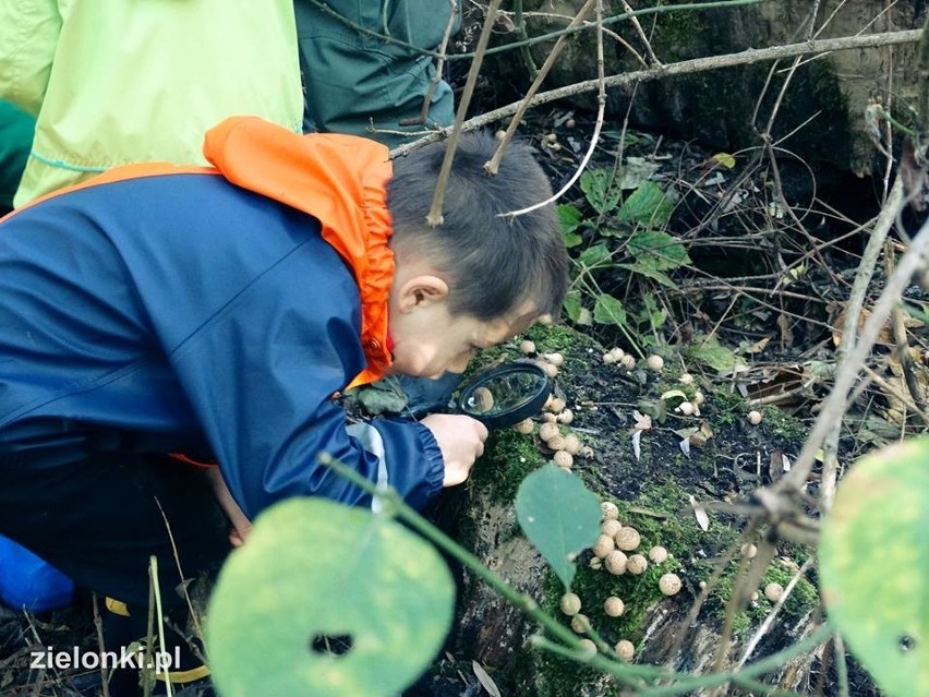 Półdziki skwer w Zielonkach pod lupą najmłodszych odkrywców przyrody