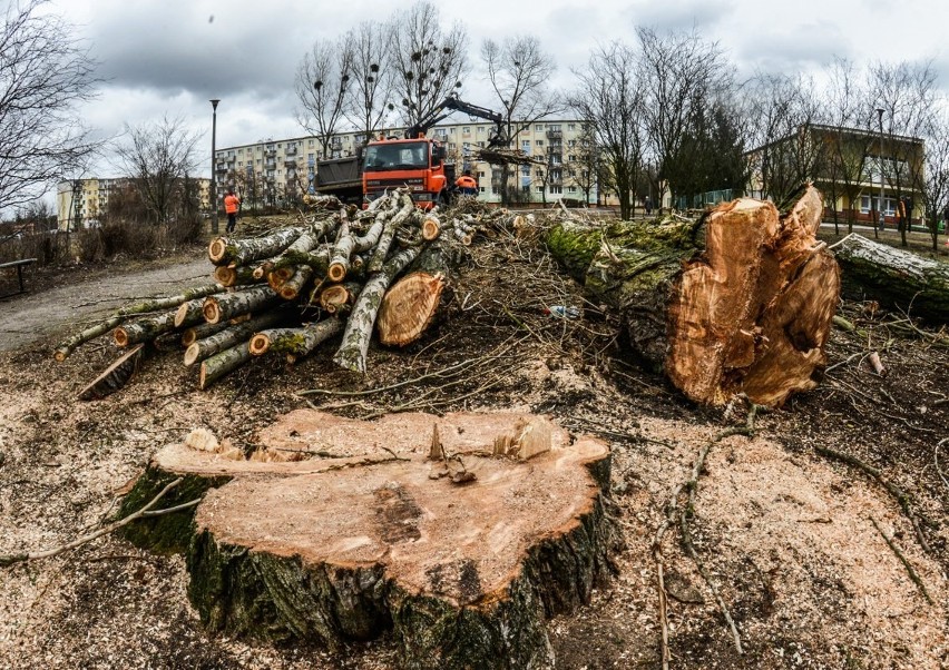 Wycinka drzew w całej Polsce odbywa się zgodnie z przepisami...