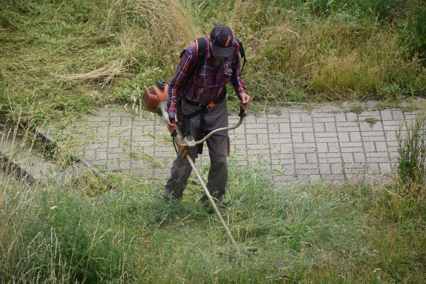 Nie jest tak, że w mieście nie kosi się w tym roku w ogóle....