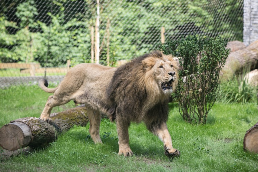 Zoo w Krakowie. Jaguary i lwy mają swój pawilon [ZDJĘCIA]