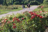 Rosarium w Parku Śląskim wygląda zachwycająco! Byliście tam już tego lata? Koniecznie zobaczcie zdjęcia 