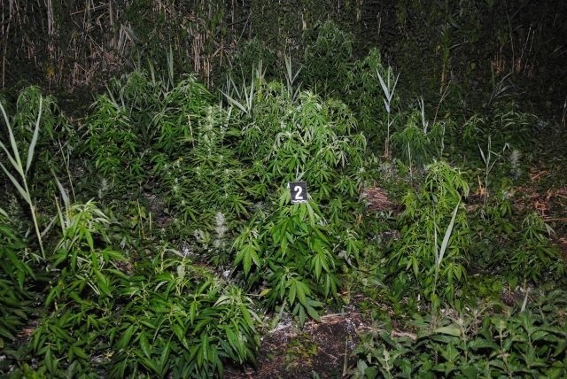 Plantacje ziela konopi w Łódzkiem. Opiekę sprawował 24-letni zgierzanin... [zdjęcia]