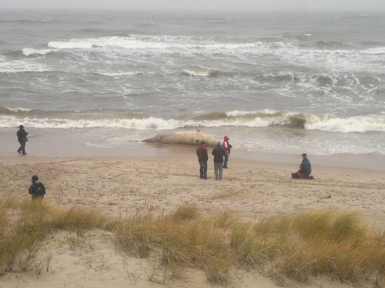 Martwy waleń butlonosy na plaży w Unieściu w 2013 roku. Zobacz ARCHIWALNE WIDEO I ZDJĘCIA 