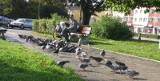 Na placu Pokoju w Lęborku giną gołębie