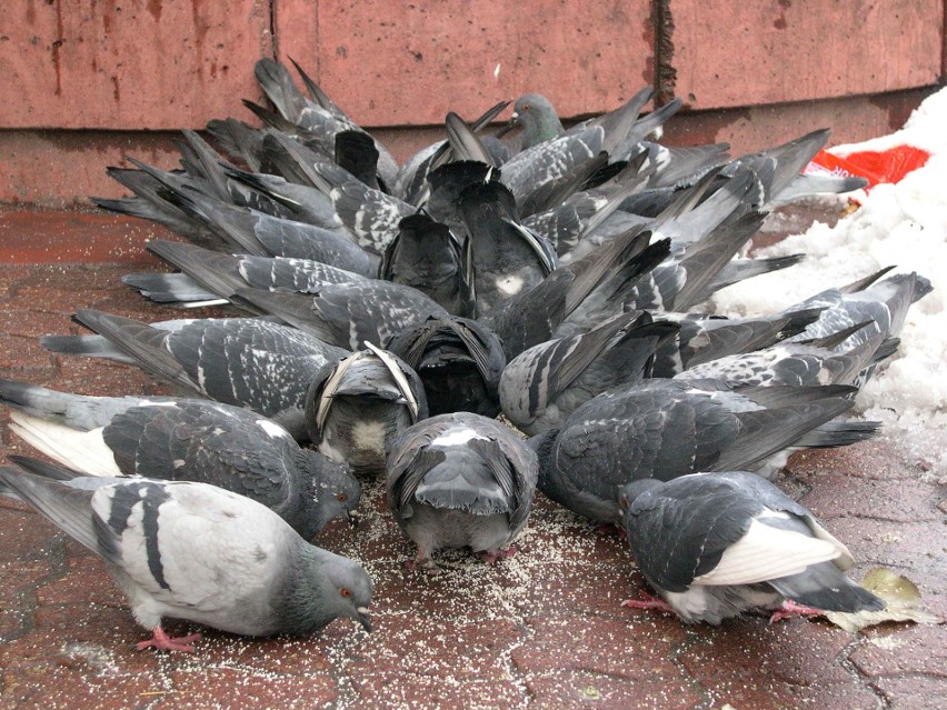 Nie przez wszystkich lubiane gołębie także chętnie jedzą...