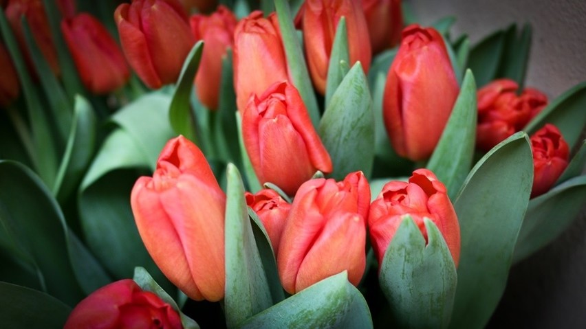 Czerwone tulipany są nadal najczęściej wybierane,...