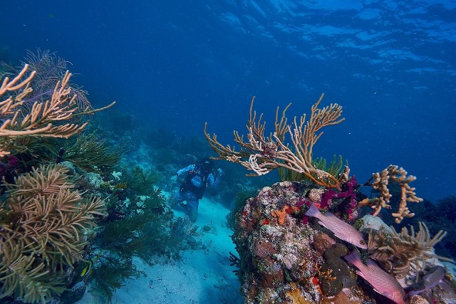 Weterani pomagają rekultywować rafy koralowe