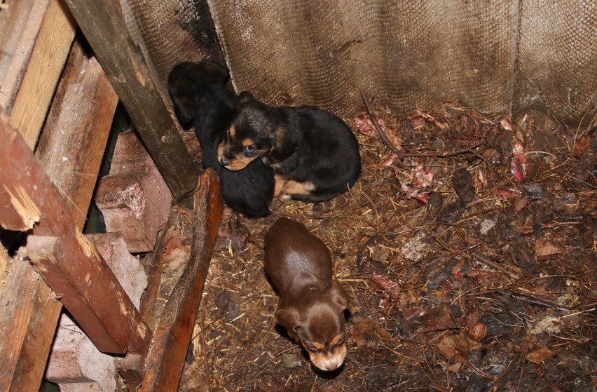 Makabryczne odkrycie w Chełmnie. 15 martwych psów! [zdjęcia]