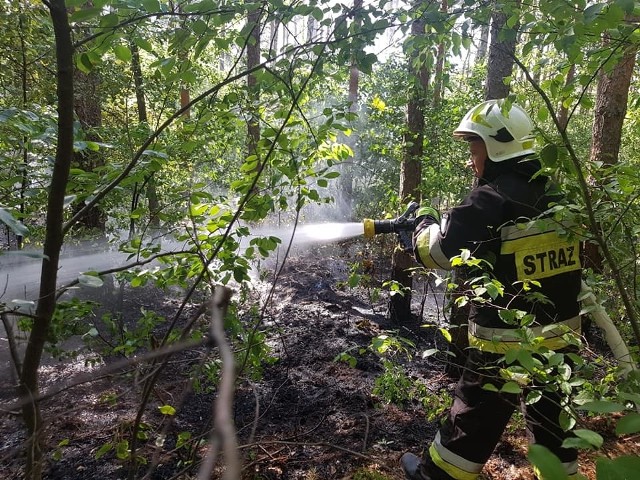 W poniedziałkowe popołudnie strażacy z OSP Łabiszyn otrzymali zgłoszenie o pożarze w lesie. - Powodem wezwania był pożar poszycia leśnego. Nasze działania polegały na podaniu dwóch prądów wody i dokładnym przelaniu spalonego obszaru. Spaleniu uległo około 400 metrów kwadratowych ściółki - informują strażacy z OSP Łabiszyn. Wcześniej w Jeżewie gasili pożar sterty gałęzi i korzeni. Prognoza pogody na kilka najbliższych dni: