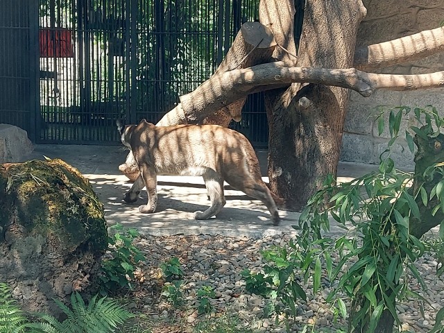 Puma Nubia przebywa cały czas w Śląskim Ogrodzie Zoologicznym.