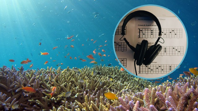 Specjalnie zaprogramowana sztuczna inteligencja zastąpi wyspecjalizowanych naukowców w badaniu rafy koralowej. Przysłuchuje się jak koralowce śpiewają i analizuje wydawane dźwięki.