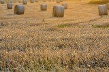 Jak rolnictwo węglowe wpływa na sektor spożywczy? Jakie zadanie ma wdrożona przez Komisję Europejską strategia „Od pola do stołu”?