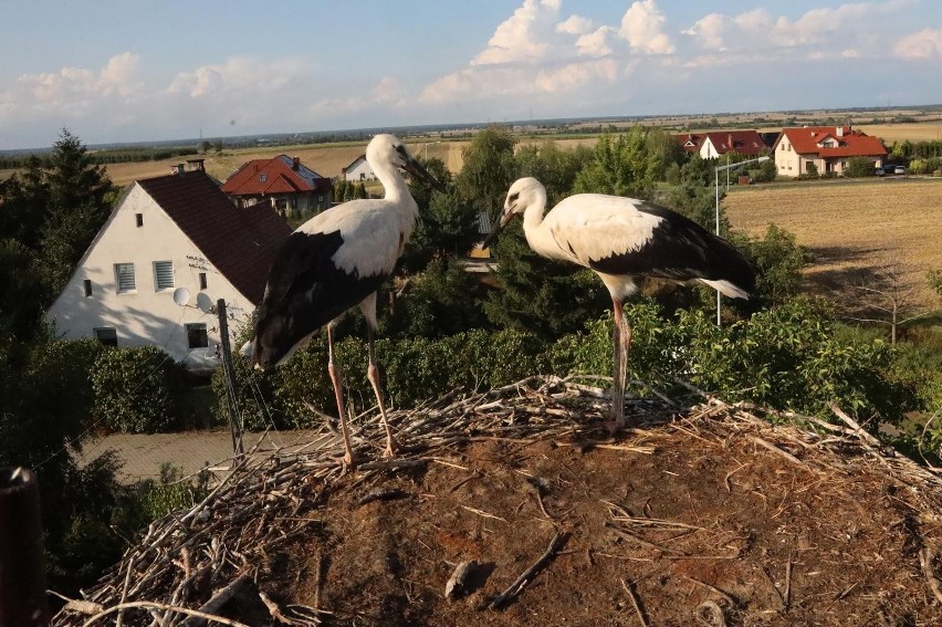 Bocian na łące czy szybujący nad polem przywołuje sielankowy...