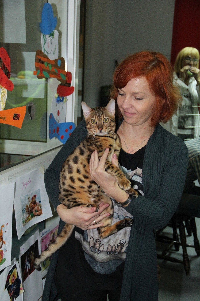 Wystawa kotów w Brzezinach - przypominamy popularną imprezę