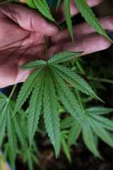 Legalizacja medycznej marihuany. Minister nie lubi „marychy”