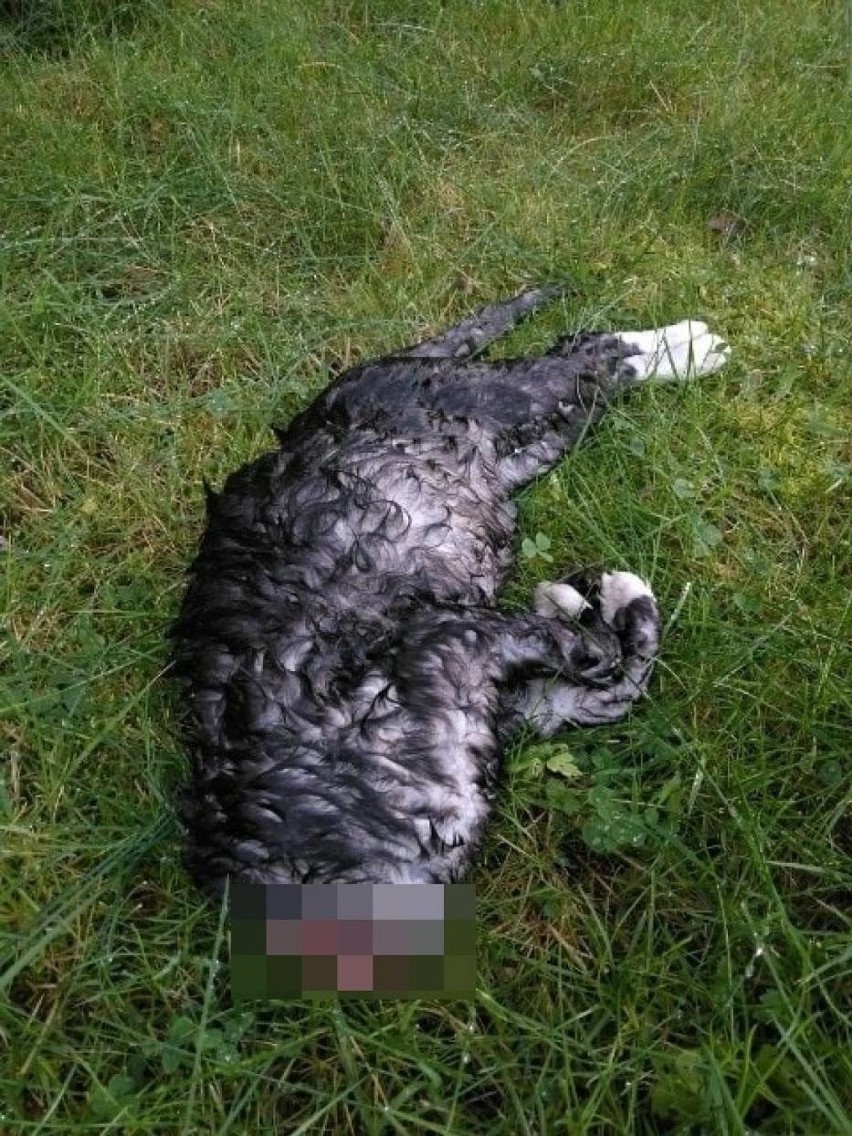 Straszne! Ktoś obciął kotu głowę i wrzucił martwe zwierzę do ogródka kobiety, która je dokarmiała [ZDJĘCIA]