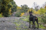 Jaki pies sprawdzi się na wsi? To są najlepsze rasy stróżujące