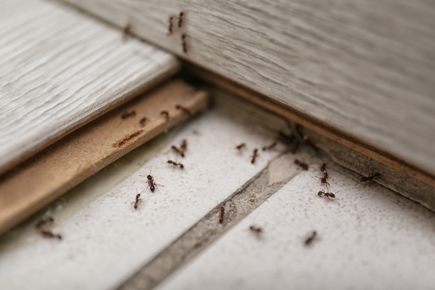 Mrówki przedostają się do domów i mieszkań poprzez...