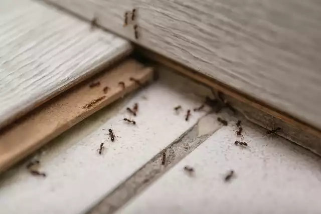Mrówki przedostają się do domów i mieszkań poprzez szczeliny, nawet te najmniejsze. Pamiętaj, aby uszczelnić wszystkie te potencjalne drogi dostępu dla tych owadów. Możesz to zrobić za pomocą silikonu lub pianki montażowej.