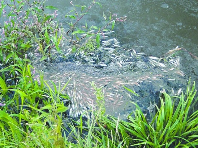 4 sierpnia przy kanale, którym wpływają do rzeki oczyszczone ścieki znaleziono śnięte ryby