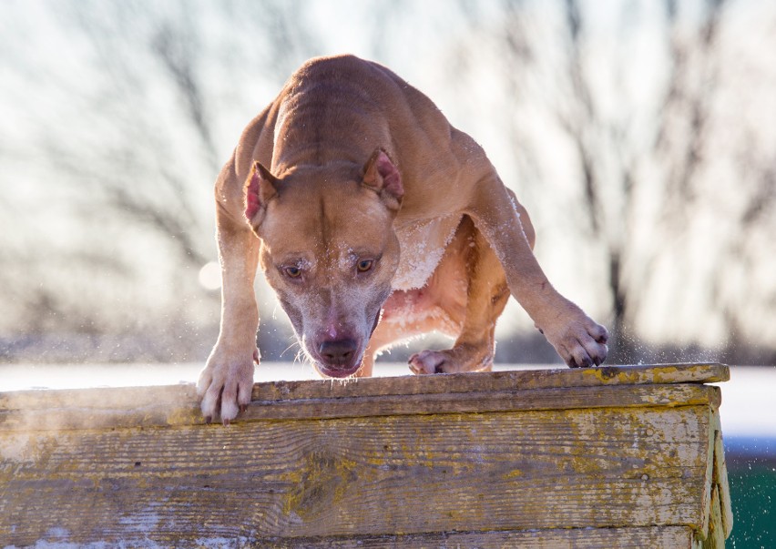 Pitbull przeskoczył przez ogrodzenie oddzielające ogródek...