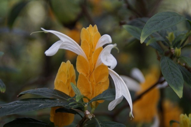 Pachystachys żółty to roślina o bardzo ciekawych kwiatostanach. To właśnie od ich kształtu jest nazywana po angielsku "rośliną lizakową" lub "krewetkową".
