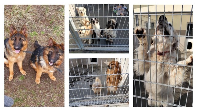 Psy z pseudohodowli w Michalu w powiecie świeckim przebywają od lata 2019 roku w Centrum Opieki nad Zwierzętami w Grudziądzu, gdzie znalazły należytą opiekę, troskę i bezpieczne schronienie. Dopóki nie zapadnie prawomocny wyrok, nie mogą pójść do adopcji