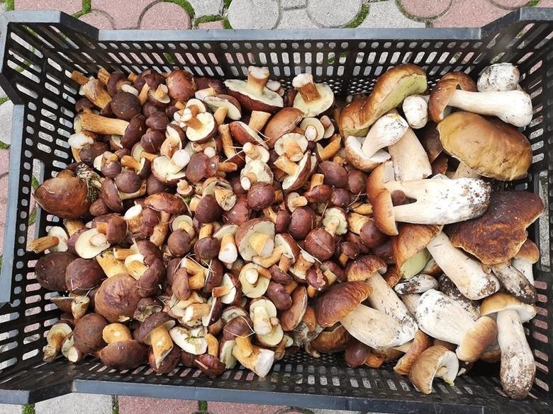 LUBUSKIE Ceny grzybów w Lubuskiem. Ile kosztują grzyby w skupie? Ile kosztują grzyby u prywatnych zbieraczy? [CENY GRZYBÓW]