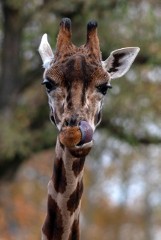 Łódzkie ZOO zaprasza na Dzień Żyrafy! Nakarm zwierzęta, poznaj ciekawostki z ich życia! 