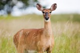 Ciężarna sarna zginęła w męczarniach. Została zagryziona przez psa pod Kościanem