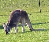"Kręgi makowe" dziełem kangurów na haju