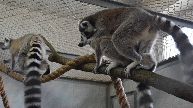 Miasto chce zafundować lemurom luksusowy wybieg.