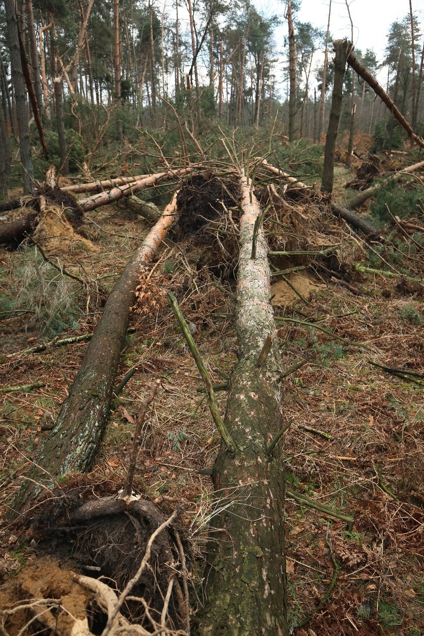 Tak wyglądają teraz lasy w okolicach Kędzierzyna i Strzelec...