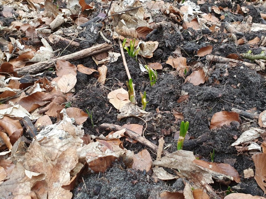 Mroźne noce spowodowały spowolnienie wschodzenia śnieżyc